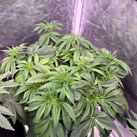Arctic Cherries  growlog timeline photo