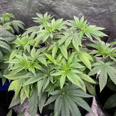 Zaï-zaï growlog timeline photo