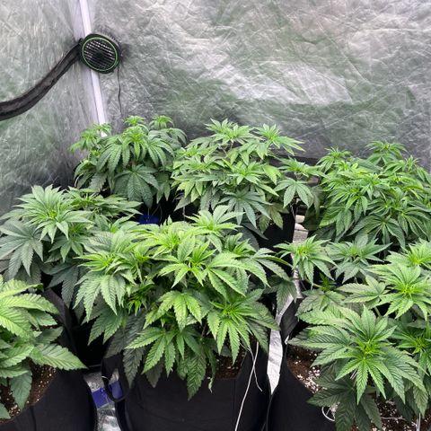 Lime Ozz growlog timeline photo