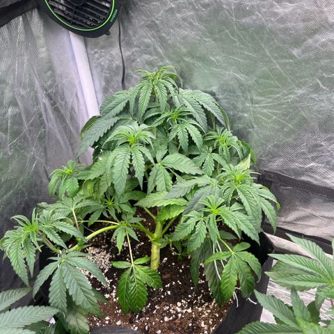 Cherry Bang Bang growlog timeline photo