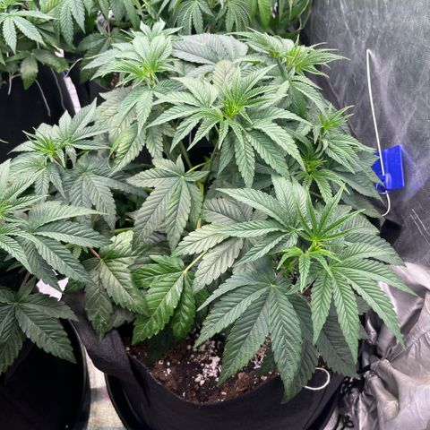 Lime Ozz growlog timeline photo