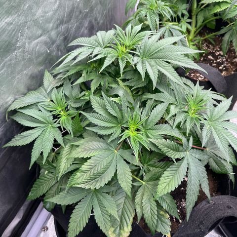 Coco Fresh growlog timeline photo