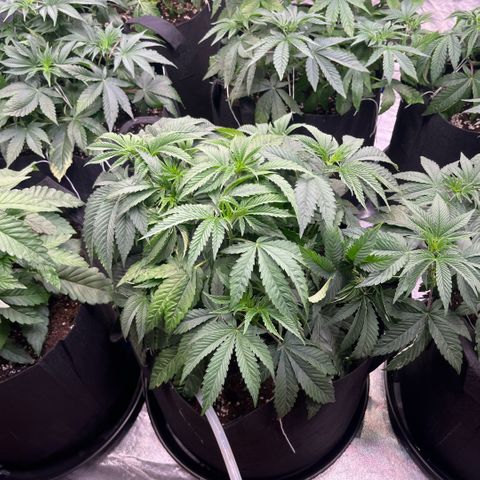 Funkfetti growlog timeline photo