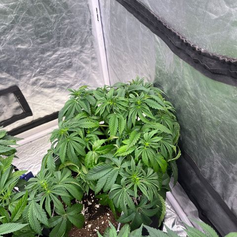 Arctic Cherries  growlog timeline photo