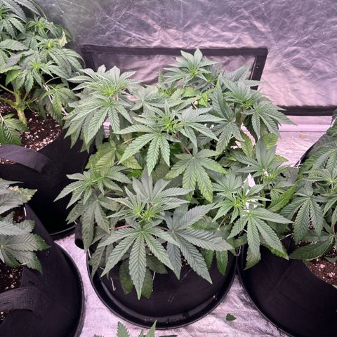 Zaï-zaï growlog timeline photo