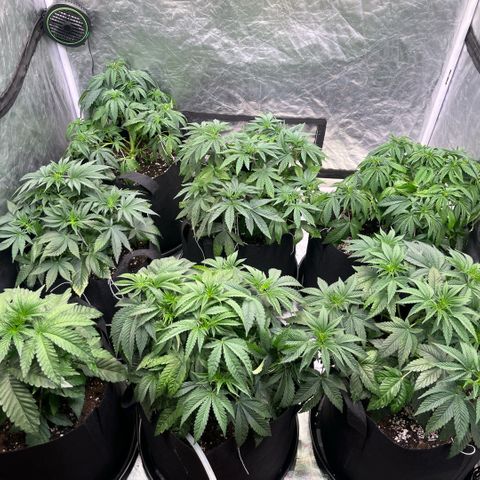 Lime Ozz growlog timeline photo
