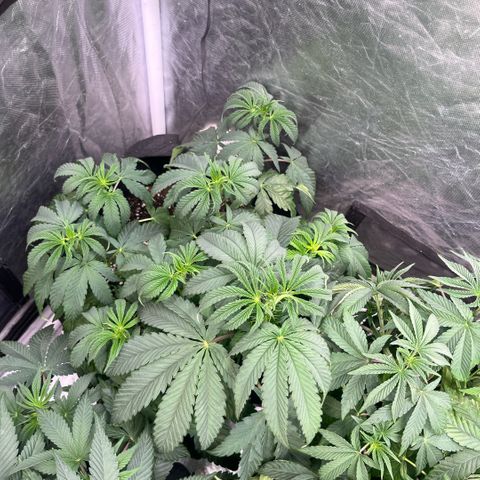 Cherry Bang Bang growlog timeline photo