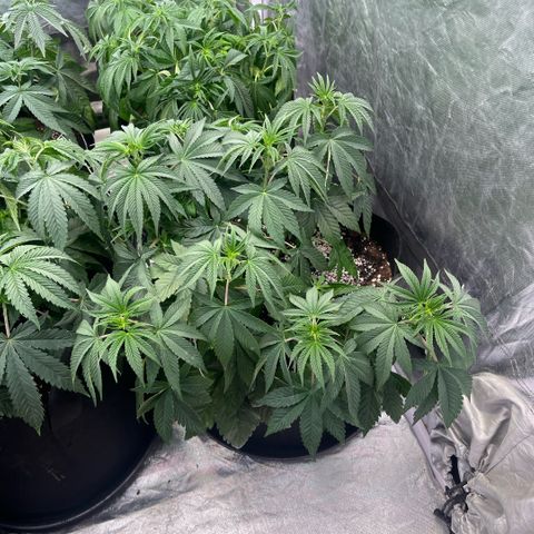 Lime Ozz growlog timeline photo