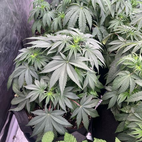 Coco Fresh growlog timeline photo