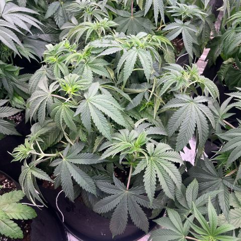 Funkfetti growlog timeline photo