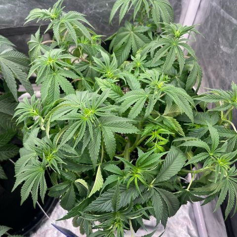 Arctic Cherries  growlog timeline photo