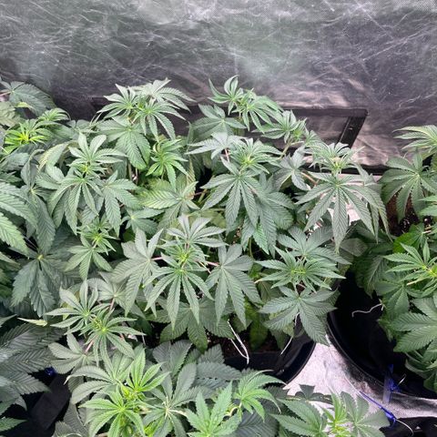 Zaï-zaï growlog timeline photo