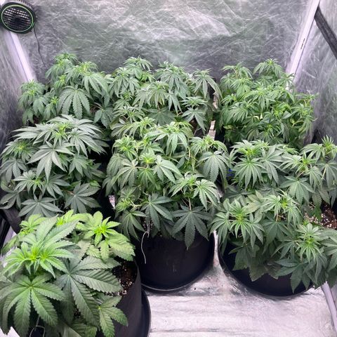 Lime Ozz growlog timeline photo