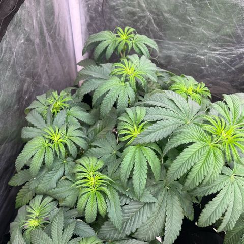 Cherry Bang Bang growlog timeline photo