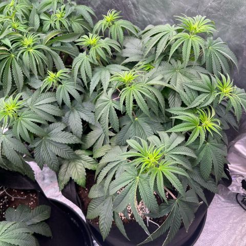Lime Ozz growlog timeline photo