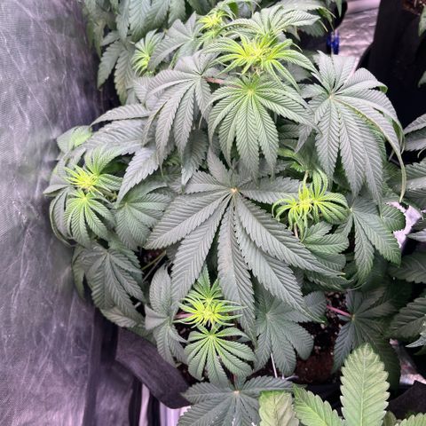 Coco Fresh growlog timeline photo