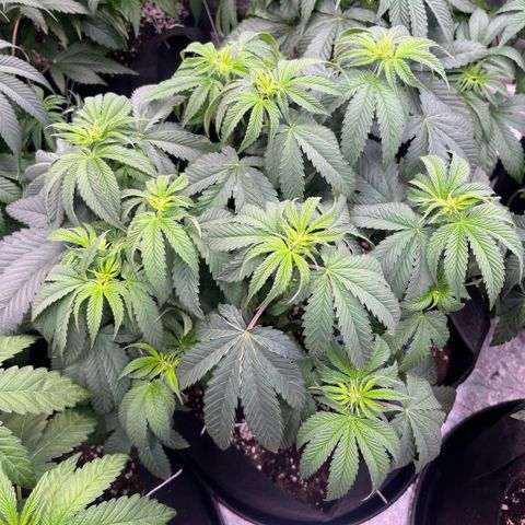 Funkfetti growlog timeline photo