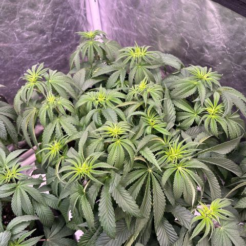 Arctic Cherries  growlog timeline photo