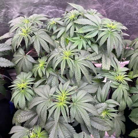 Zaï-zaï growlog timeline photo