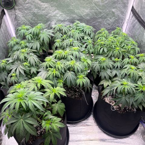 Lime Ozz growlog timeline photo