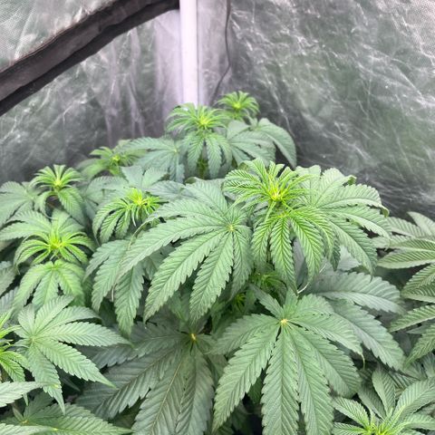 Cherry Bang Bang growlog timeline photo