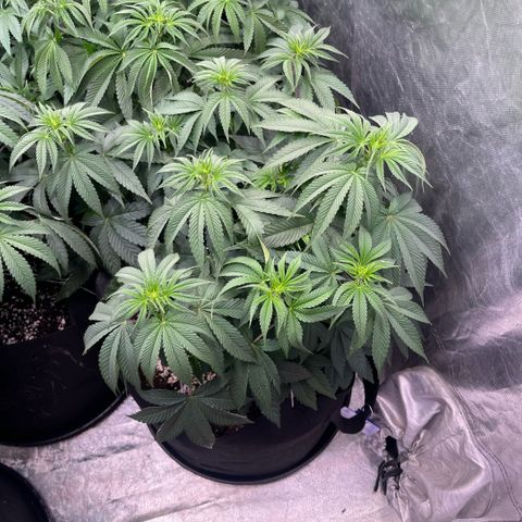 Lime Ozz growlog timeline photo
