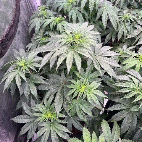 Coco Fresh growlog timeline photo