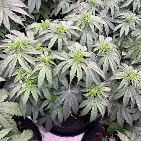 Funkfetti growlog timeline photo