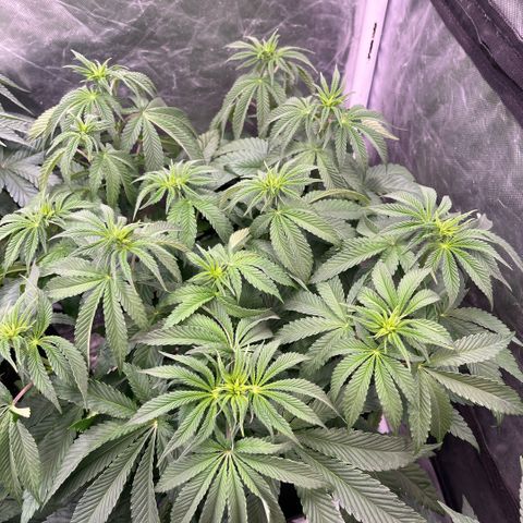 Arctic Cherries  growlog timeline photo