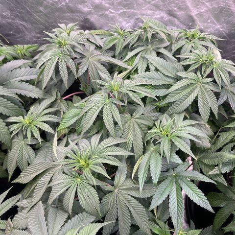 Zaï-zaï growlog timeline photo