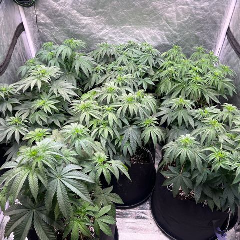 Lime Ozz growlog timeline photo