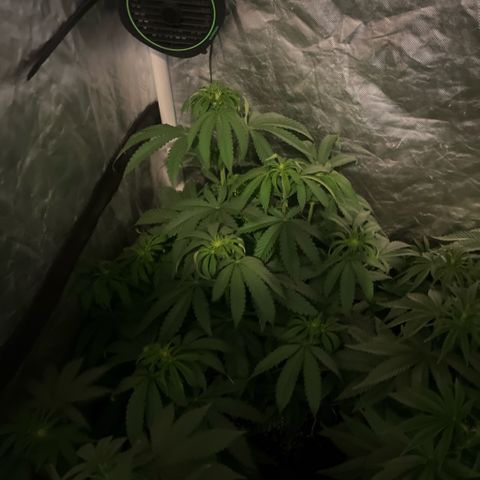 Cherry Bang Bang growlog timeline photo