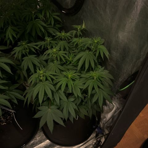 Lime Ozz growlog timeline photo