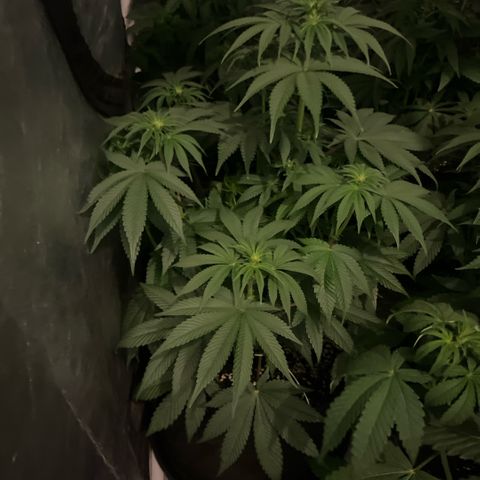 Coco Fresh growlog timeline photo