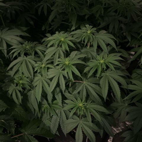 Funkfetti growlog timeline photo