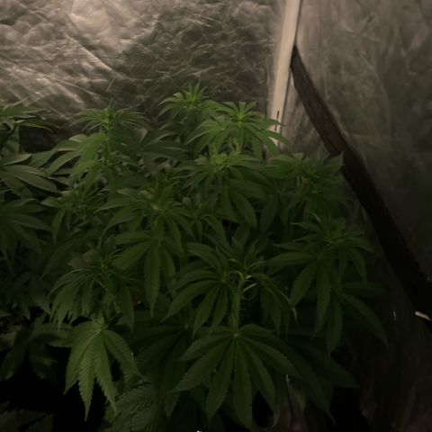 Arctic Cherries  growlog timeline photo