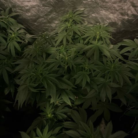 Zaï-zaï growlog timeline photo