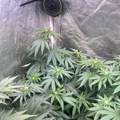 Cherry Bang Bang growlog timeline photo