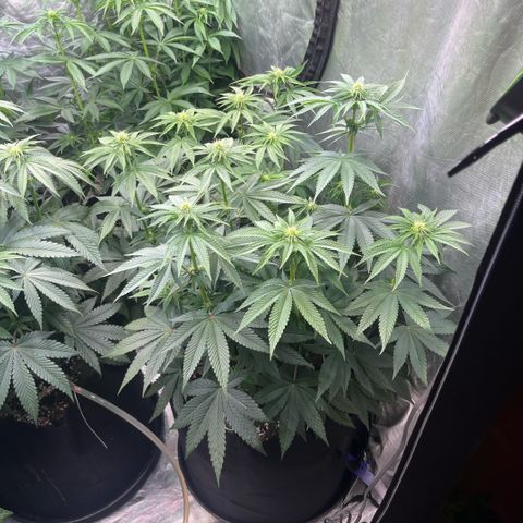 Lime Ozz growlog timeline photo