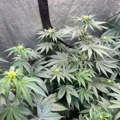 Coco Fresh growlog timeline photo