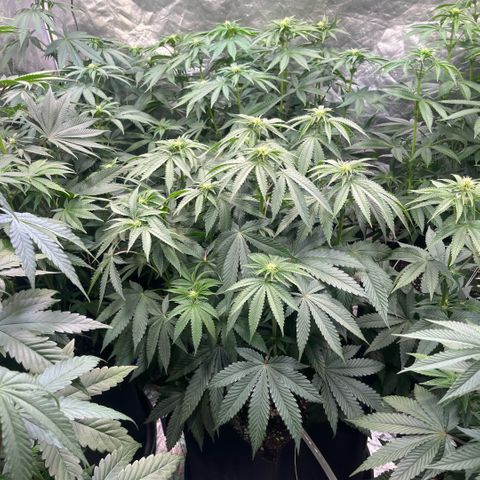 Funkfetti growlog timeline photo