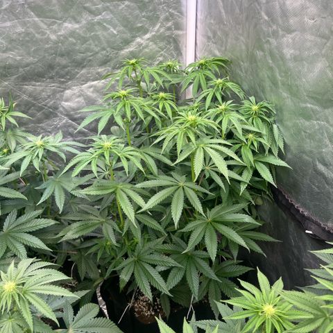 Arctic Cherries  growlog timeline photo