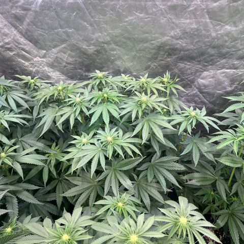 Zaï-zaï growlog timeline photo