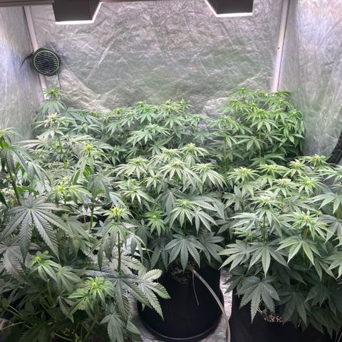 Lime Ozz growlog timeline photo