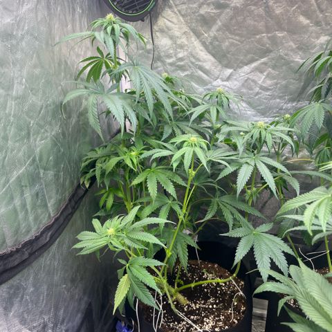 Cherry Bang Bang growlog timeline photo