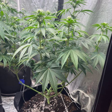 Lime Ozz growlog timeline photo