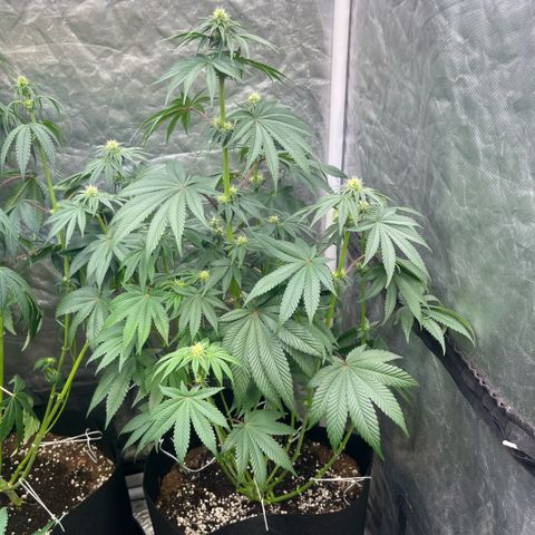 Coco Fresh growlog timeline photo