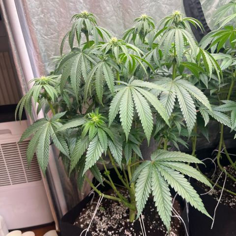 Funkfetti growlog timeline photo