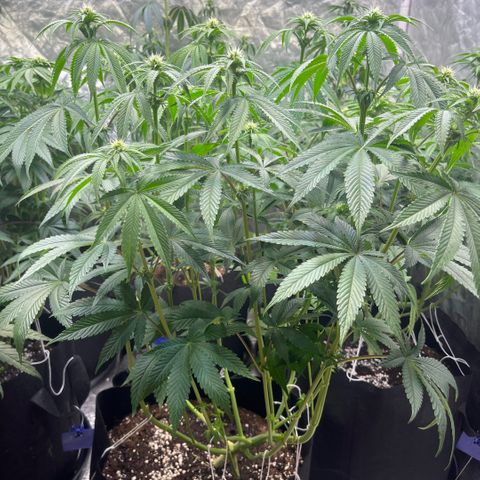 Arctic Cherries  growlog timeline photo