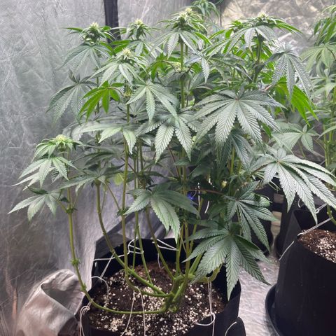 Zaï-zaï growlog timeline photo